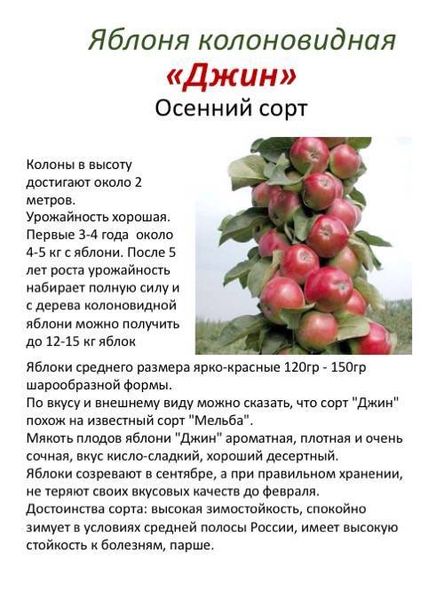 Сорта колоновидных яблонь - дачная жизнь