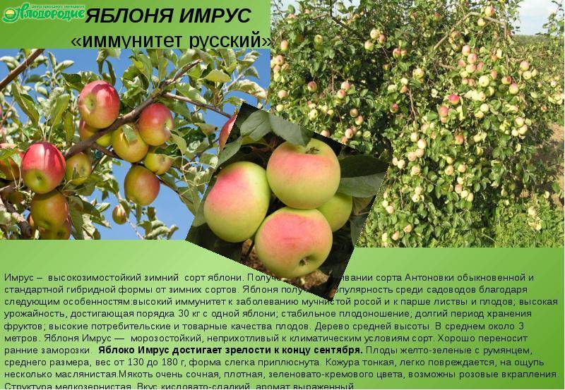 Описание и характеристики яблони сорта аркадик, ее преимущества и недостатки