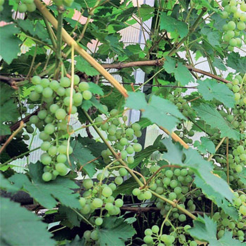 Вызревание лозы винограда: сроки по сортам, чем обработать и как ускорить