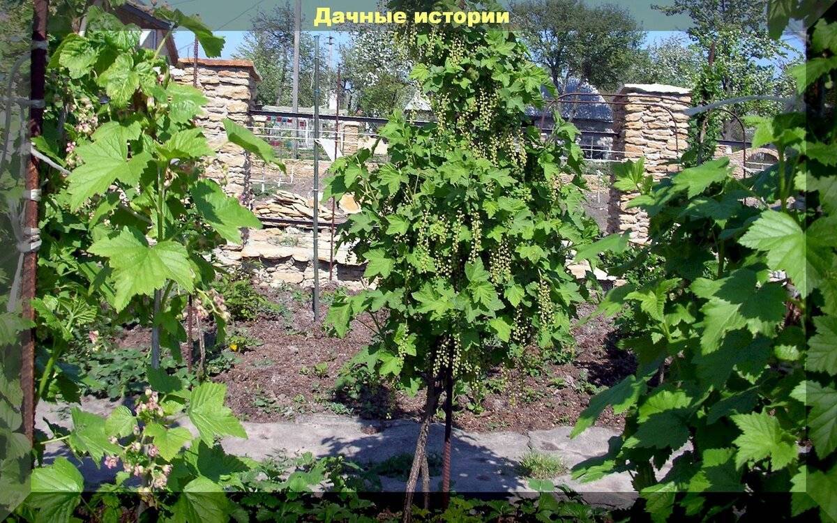 Черная смородина – суперфуд молодости. польза и вред для здоровья