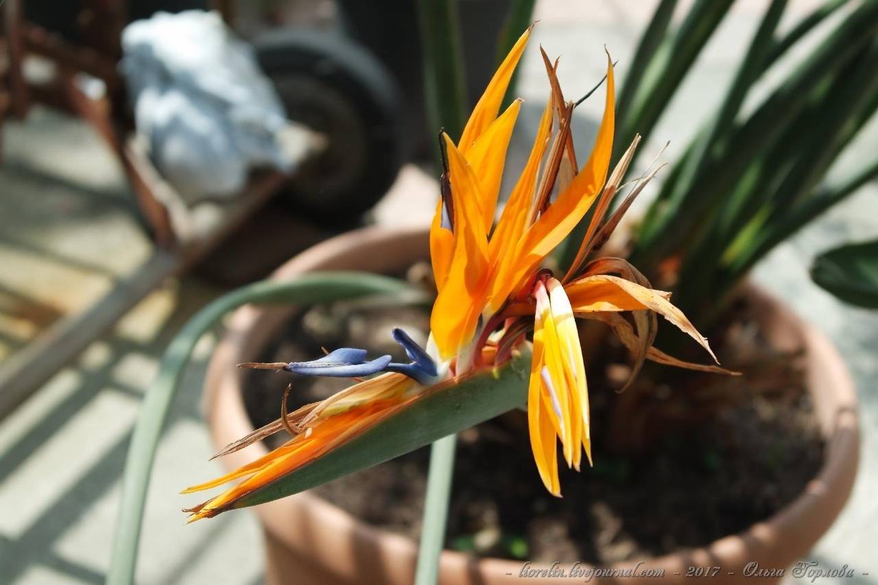 Уход за цветком стрелиции в домашних условиях: почему не цветет растение, сорта