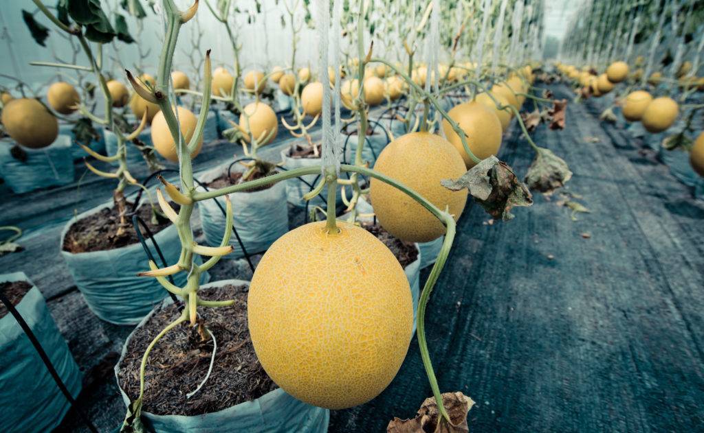 Выращивание дыни сорта колхозница в открытом грунте, польза и как выбрать