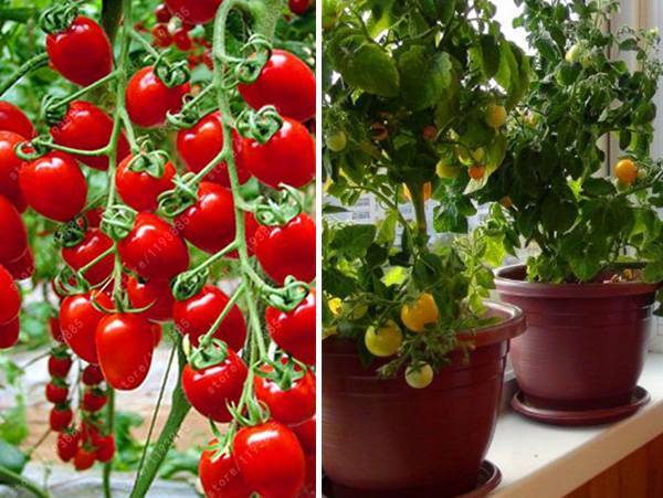 Выращивание томатов черри в домашних условиях