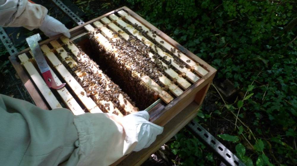 Как кормить пчёл зимой мёдом: специфика зимнего кормления