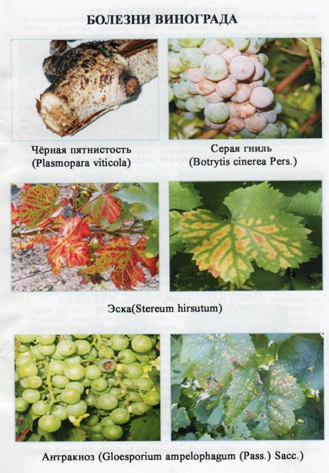 Болезни винограда: описание с фотографиями и способы лечения
