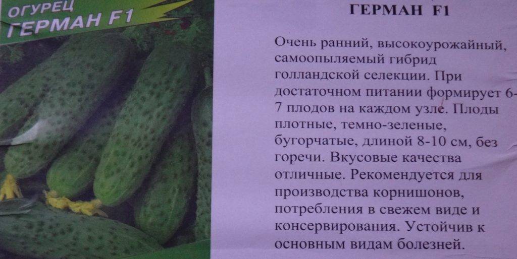 Описание огурца сорта герман f1: особенности выращивания, правила ухода, отзывы о нём