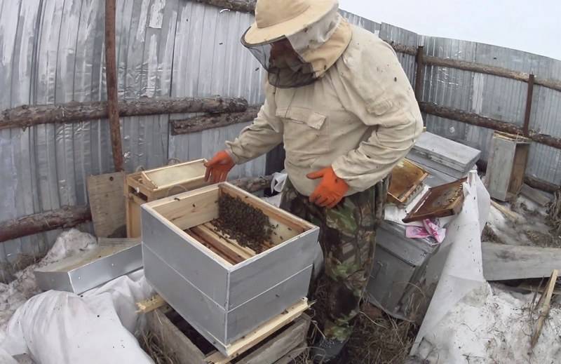Пчелиная семья - плодная матка, рабочие пчелы, трутни.