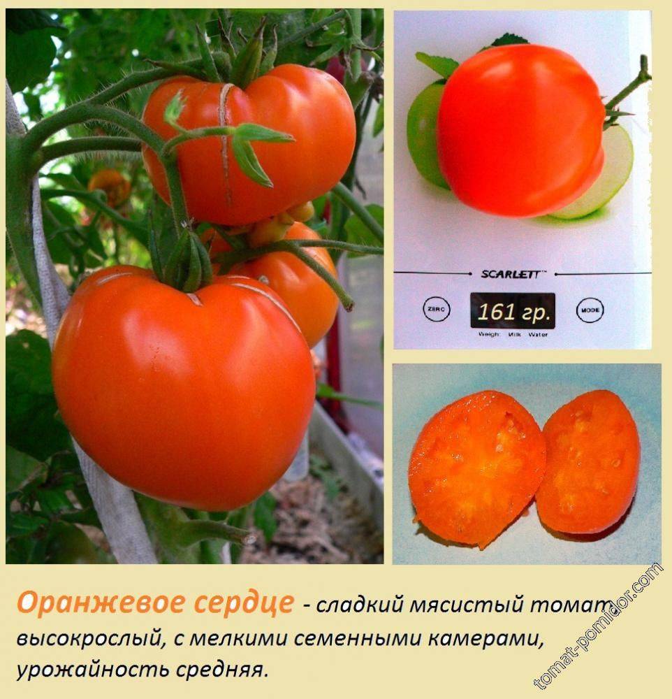 Томат “оранжевое сердце”: характестика и описание сорта, отзывы тех, кто сажал – все о помидорках