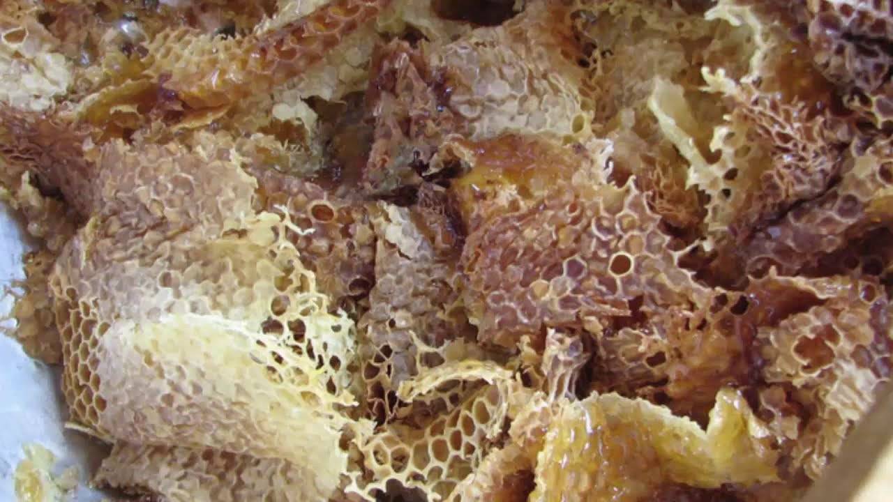 Применение и полезные свойства пчелиного забруса