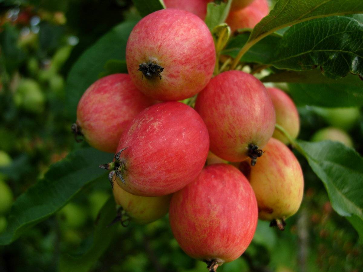 Характеристика райских яблочек и их разновидностей - медоносы | описание, советы, отзывы, фото и видео