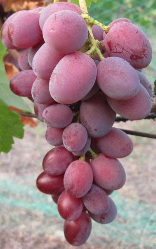 Виноград долгожданный: описание сорта, фото, отзывы, характеристики и особенности выращивания