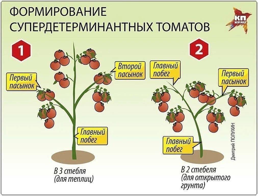 Формирование томатов в теплице и открытом грунте