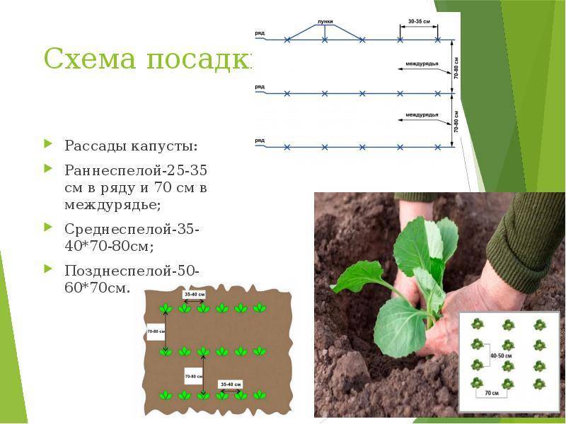 Как выращивать цветную капусту семенами в открытом грунте