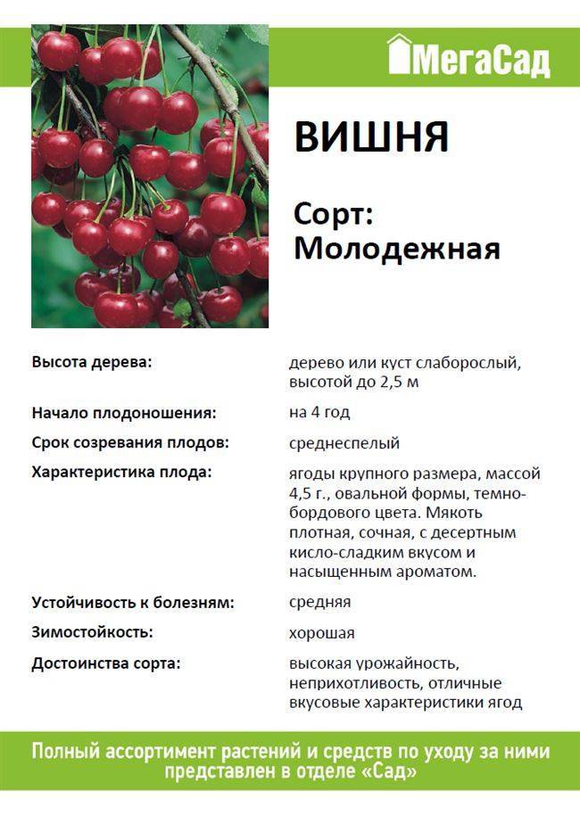 Сорта черешни для ленинградской области с описанием и фото