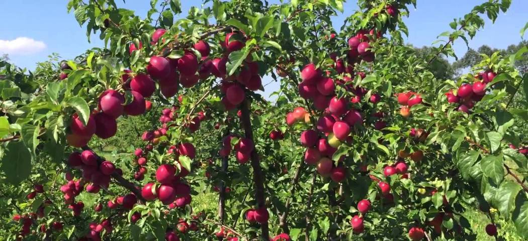 Описание и особенности выращивания алычи кубанская комета