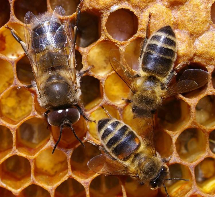 Разведение пчел для начинающих: с чего начать, советы и правила