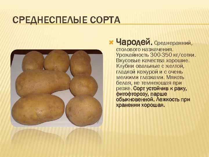 Описание и характеристика сорта картофеля Чародей