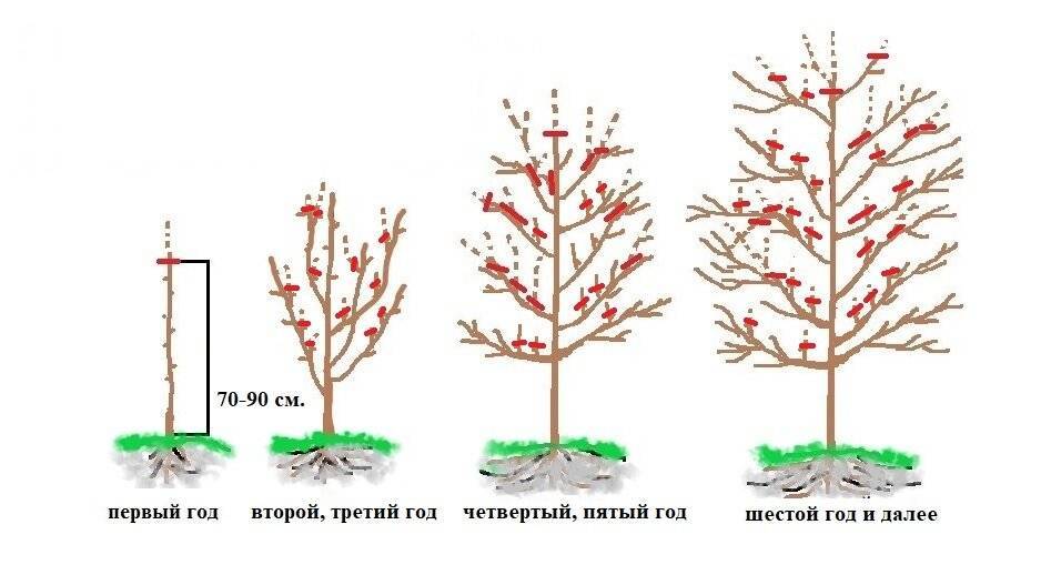 Кустовая вишня: посадка и правильная обрезка растения