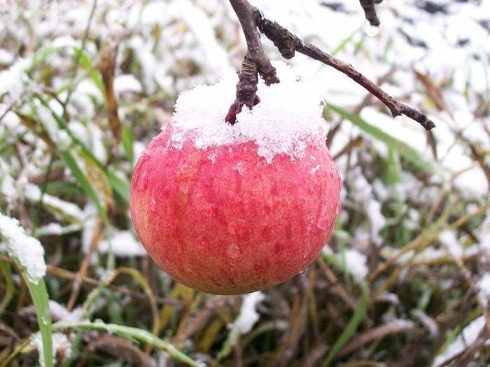 Яблоня красавица сада: особенности сорта и ухода