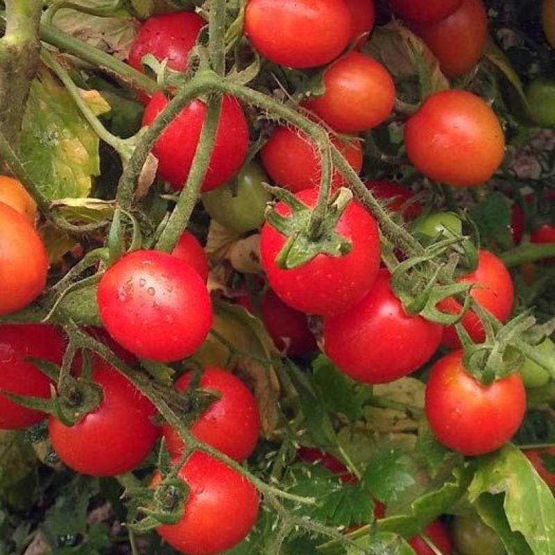 Низкорослые томаты: лучшие сорта с фото и названиями (каталог)