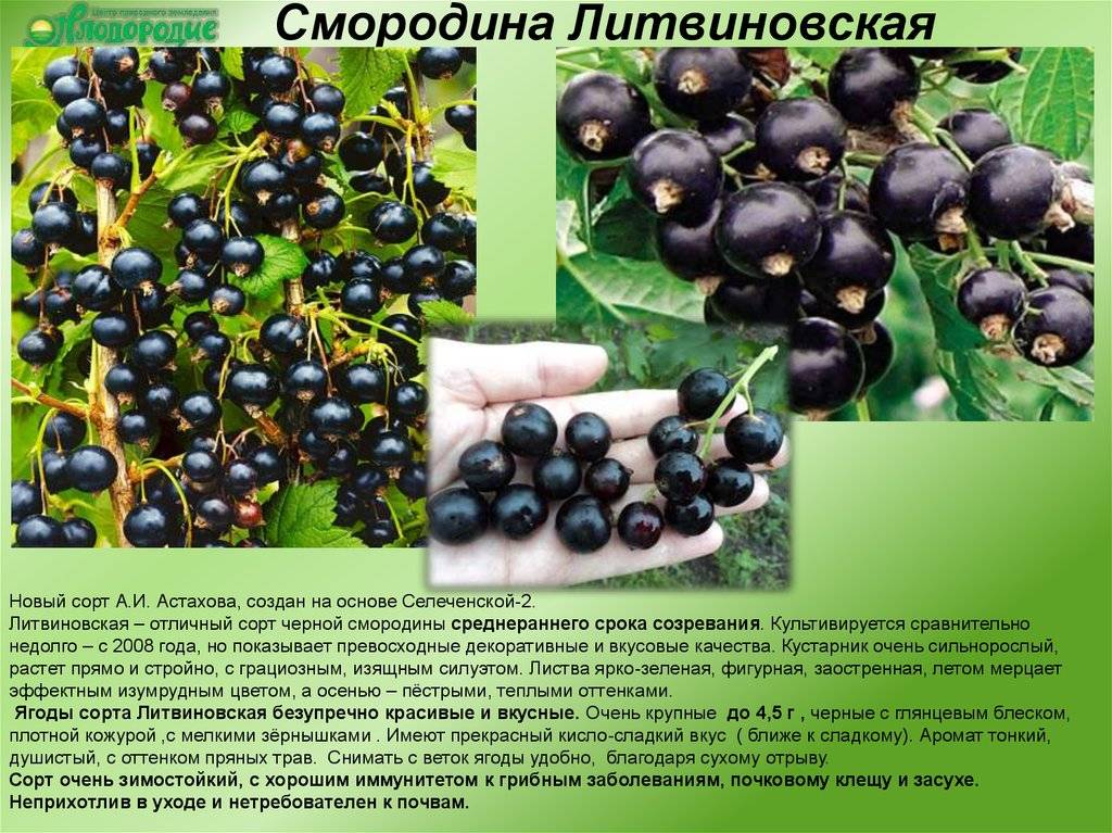 Черная смородина «титания»: описание и характеристика сорта, отзывы садоводов