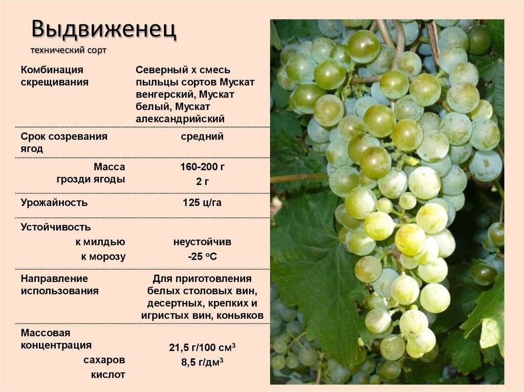 Характеристика и описание сорта винограда «кодрянка»
