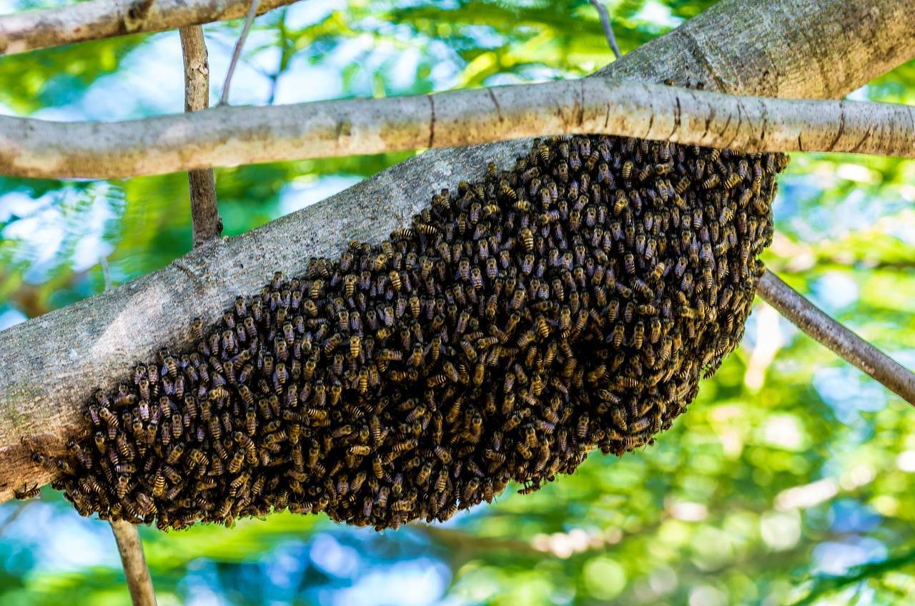 Дикие пчелы: где живут, как выглядит мед, как найти и поймать