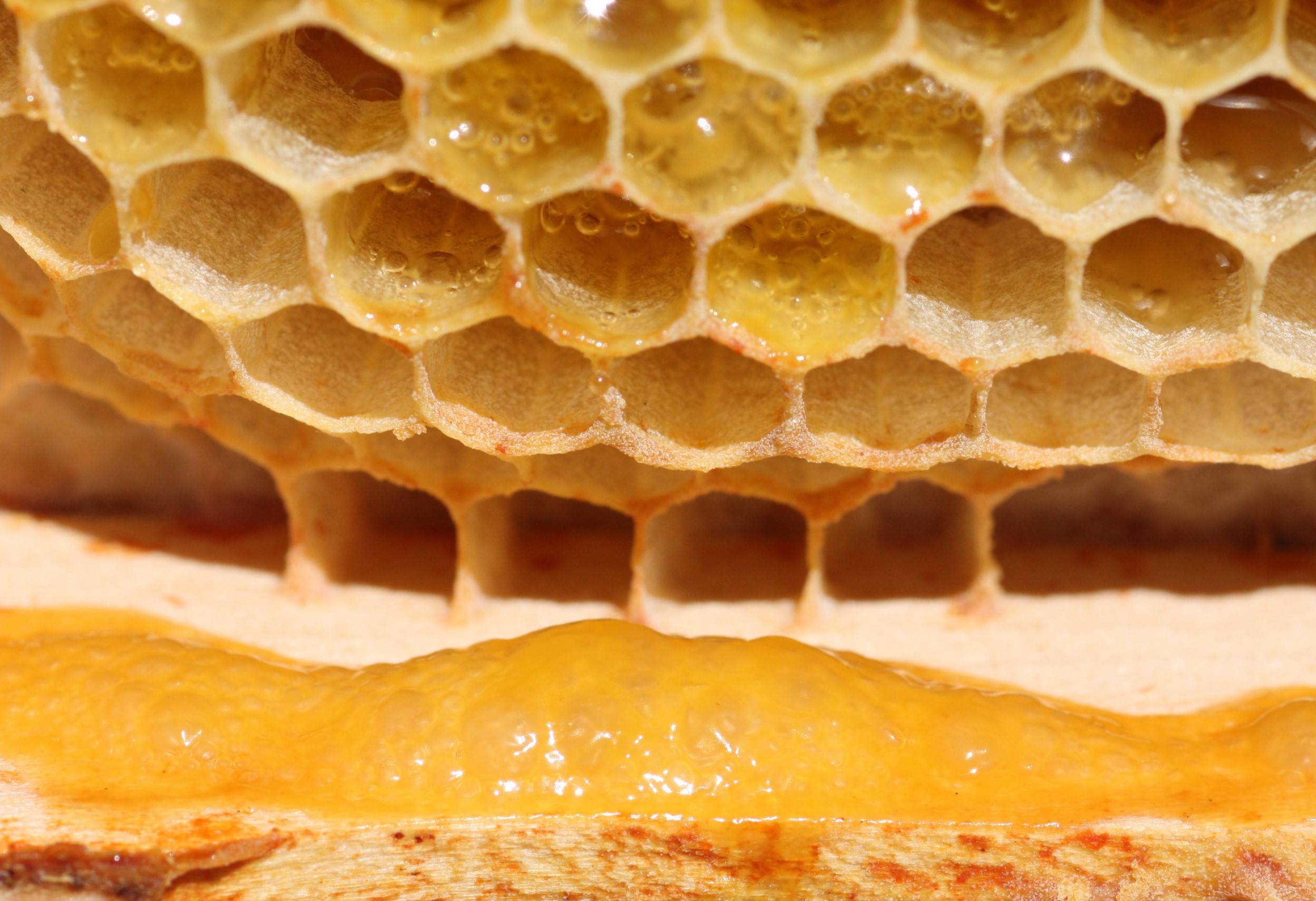 Мёд в сотах — польза и вред