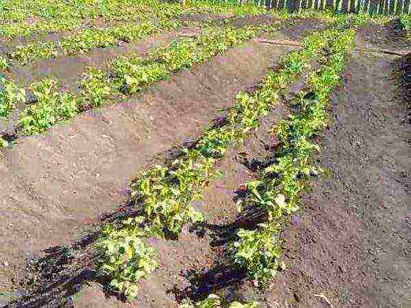 Как вырастить картофель по голландской технологии