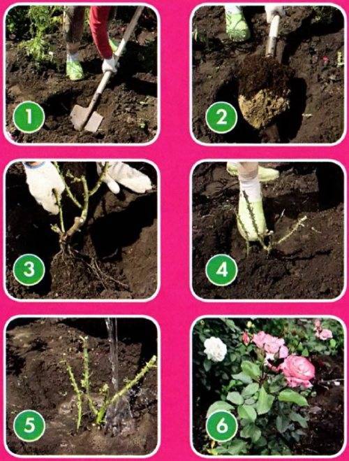 Особенности и правила посадки роз в саду: как выращивать кусты, чтобы они цвели