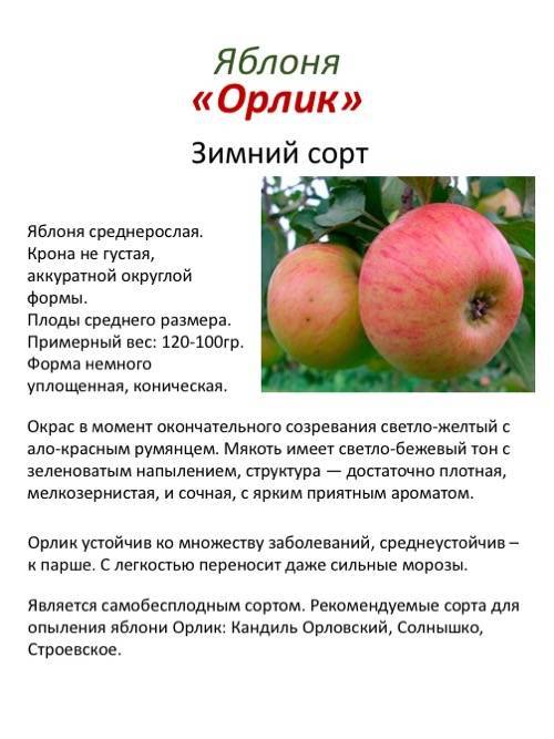 Сорт яблони беркутовское фото и описание сорта фото