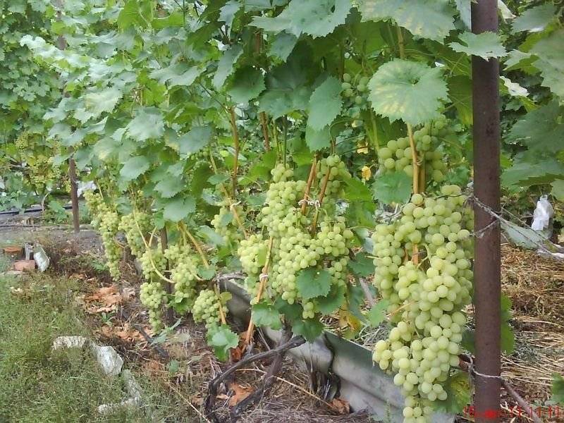 Виноград кишмиш столетие описание сорта, особенности выращивания, фото и отзывы