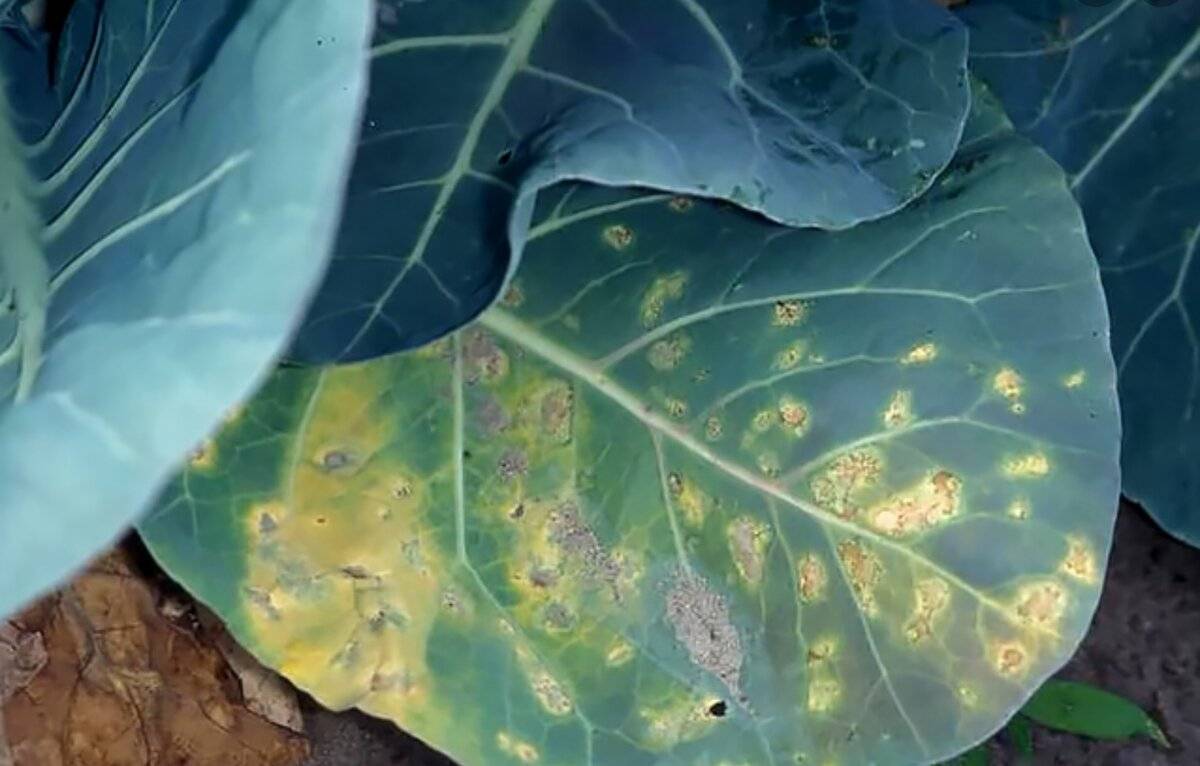 Причины, почему у капусты желтеют листья, что делать и как с этим бороться