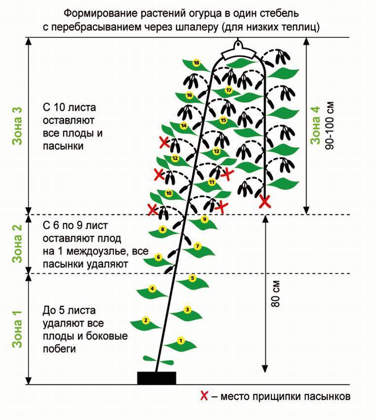 Чем кормить огурцы в открытом грунте. Схема пасынкования огурцов в открытом грунте. Схема формирования стебля огурца. Формирование огурца в один стебель. Огурцы пасынкование и прищипывание в открытом грунте.