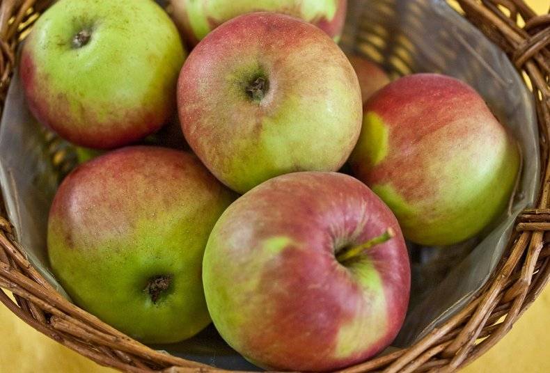 Зимняя яблоня джонаголд: описание, фото