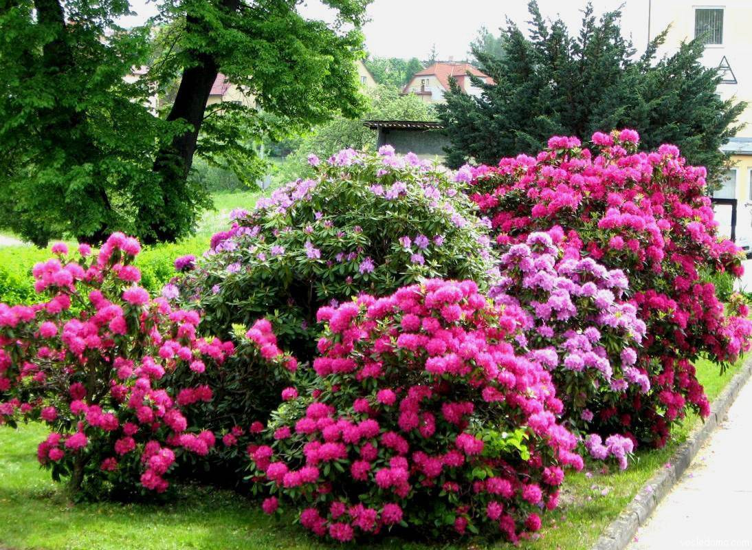 Декоративные кустарники для сада – 30 красивых примеров с фото и названиями