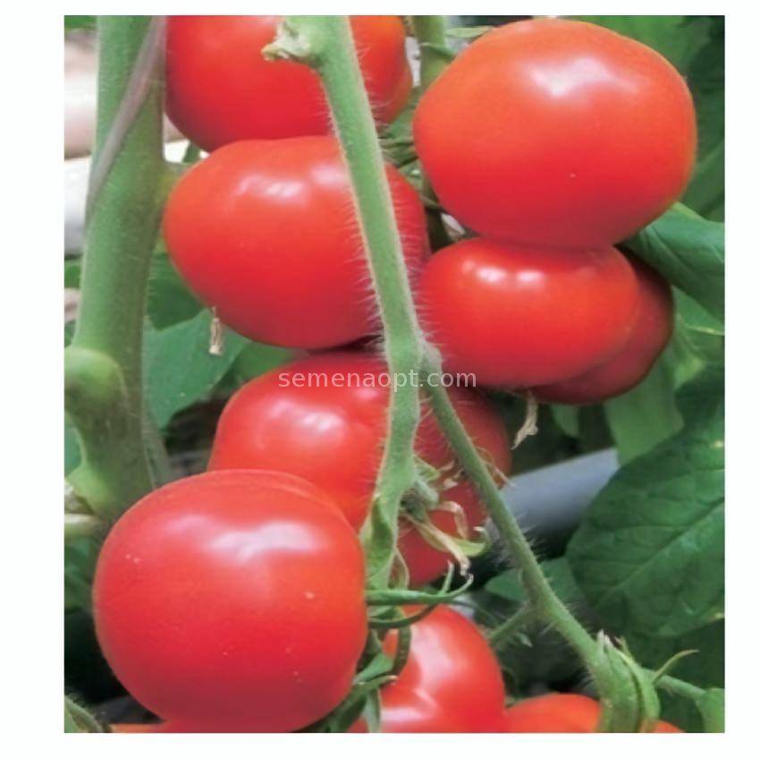 Томат рапсодия нк f1: отзывы об урожайности, описание и характеристика сорта, фото помидоров