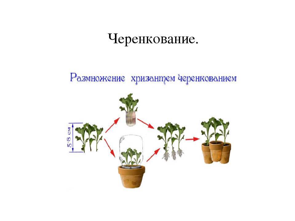 Размножение хризантем — основные способы и их особенности