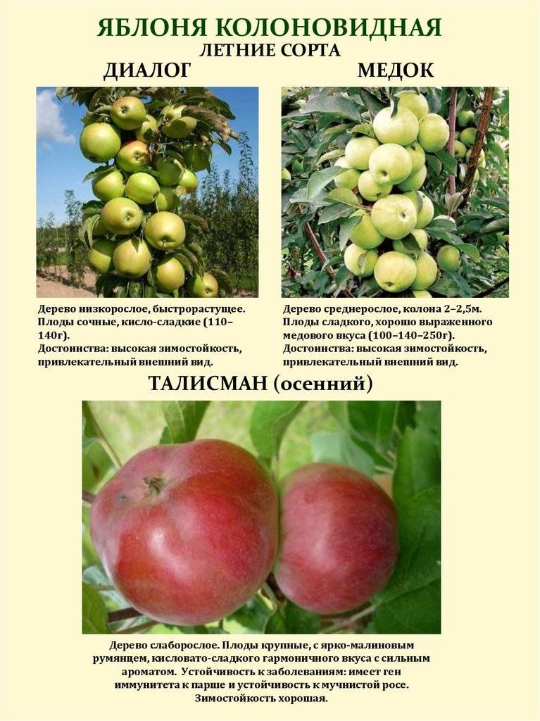 Яблоня медок: описание и характеристики сорта, особенности выращивания и ухода