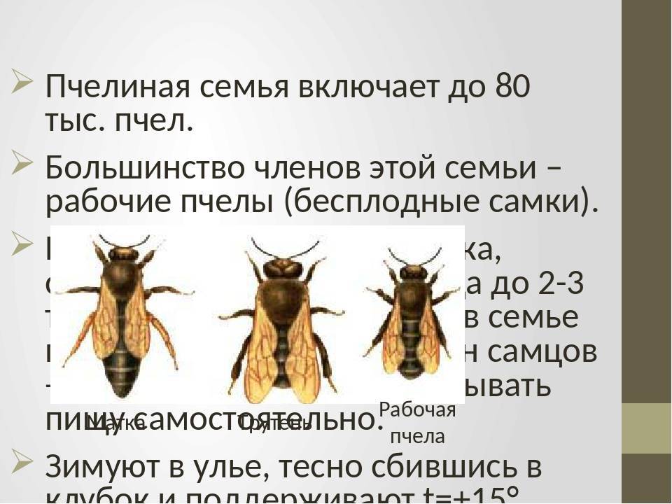 Сколько стоит семья пчел - oozoo.ru