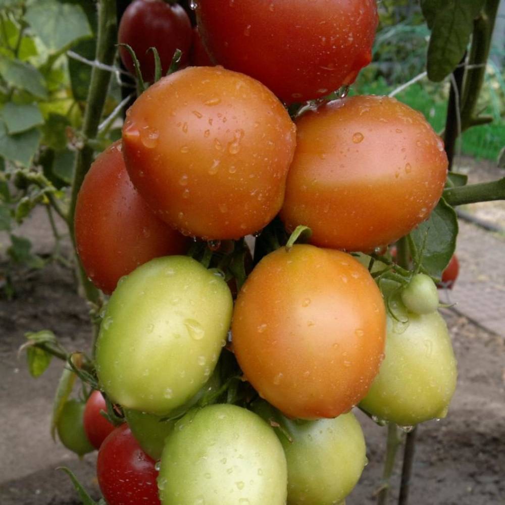 Описание томата Сызранская пипочка и советы по выращиванию рассады своими руками