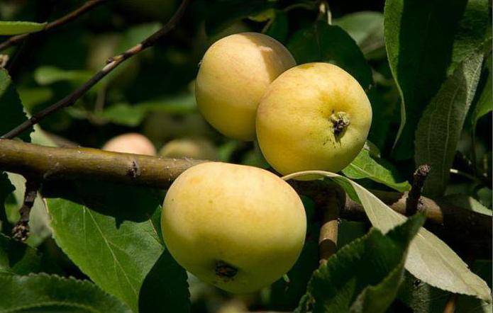 Дивный сорт яблонь с медовым пряным вкусом — уральский наливной