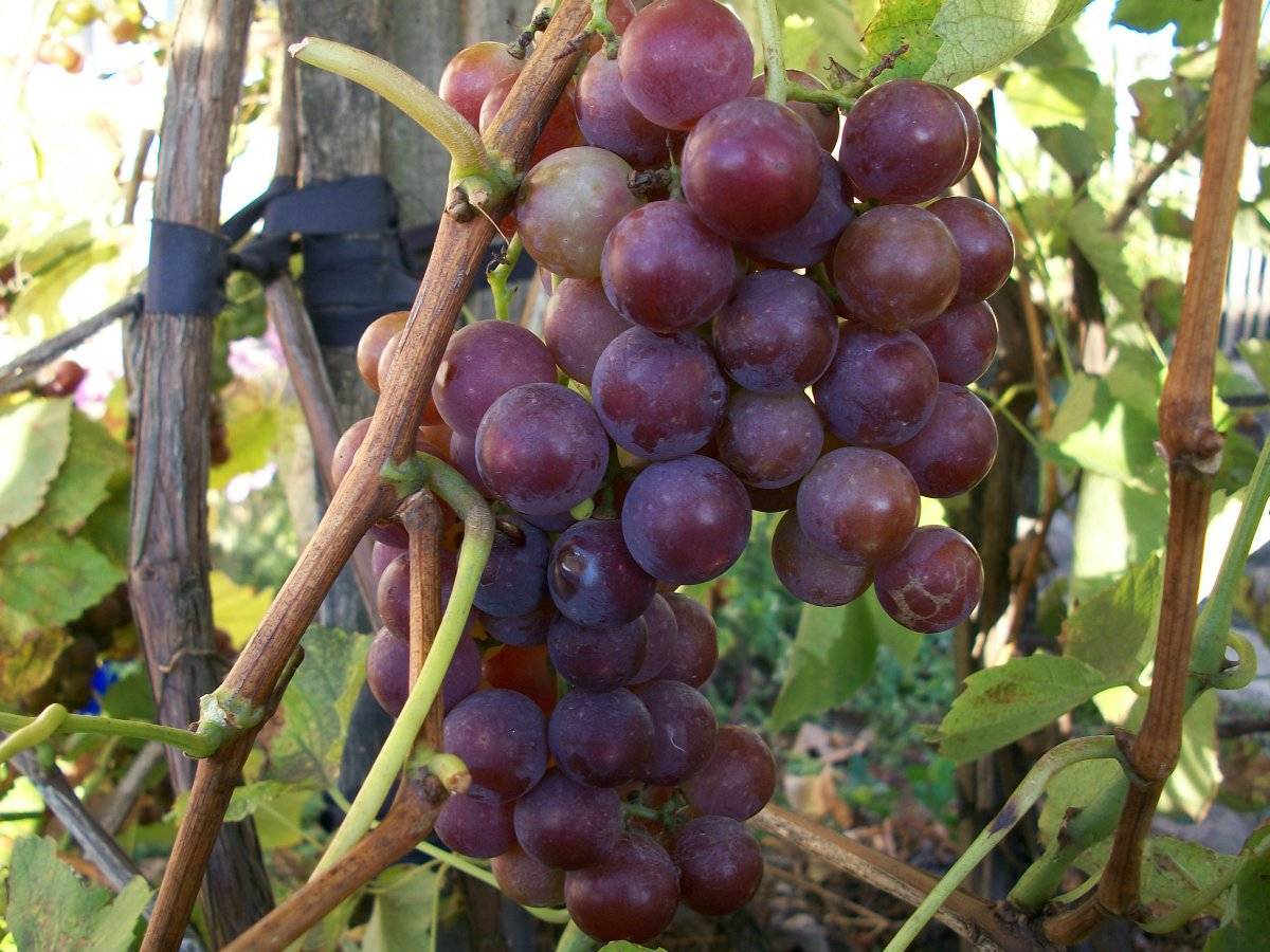 Виноград бажена описание сорта фото отзывы видео. виноград «бажена»: описание и особенности сорта