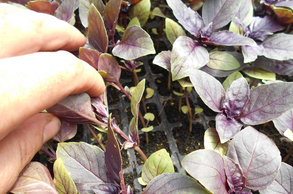 Как выращивать базилик в теплице