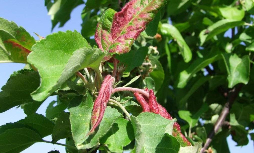 Болезни листьев яблони: описания с фото и способы лечения