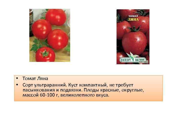 Сорт помидоров новичок: описание, отзывы огородников, рекомендации по выращиванию