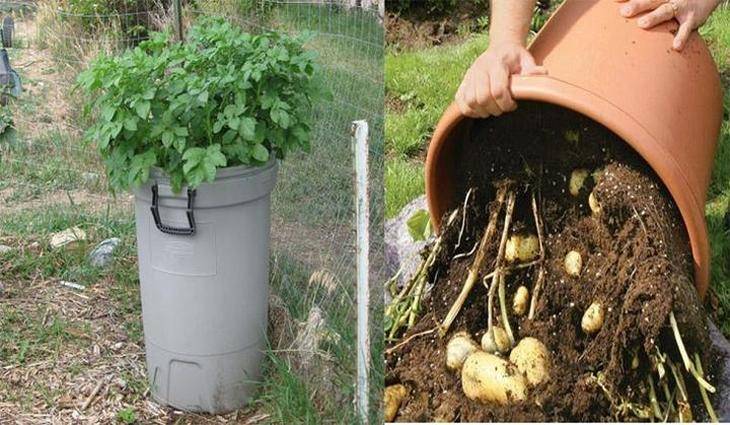 Посадка картофеля под солому: огород без хлопот. лучшие способы посадки, технология выращивания