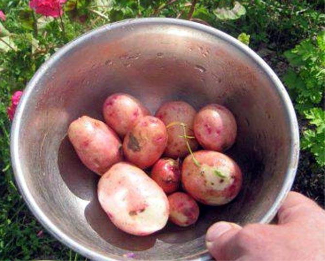 Картофель «жуковский»: особенности раннего сорта: характеристики, свойства, методы