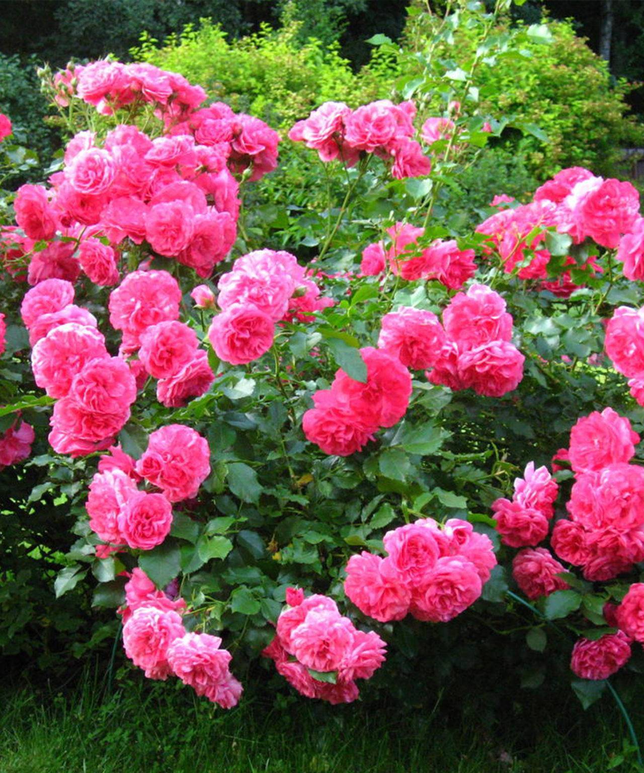 Плетистая роза розариум ютерсен: описание, посадка и уход (+фото)