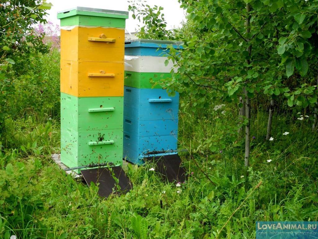 Как разводить пчел в многокорпусных ульях